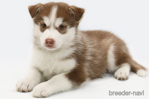 成約済の神奈川県のシベリアンハスキー-336740の2枚目